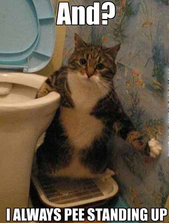 Do-Female-Cats-Pee-Standing-Up.jpg