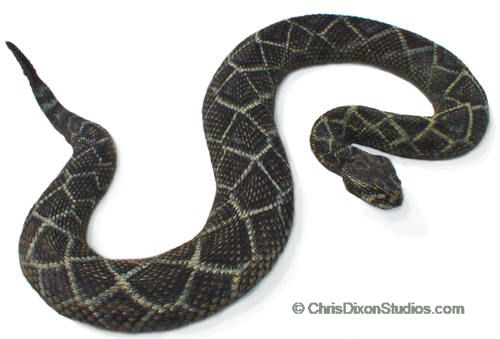 19_1_diamondback_rattlesnake.jpg