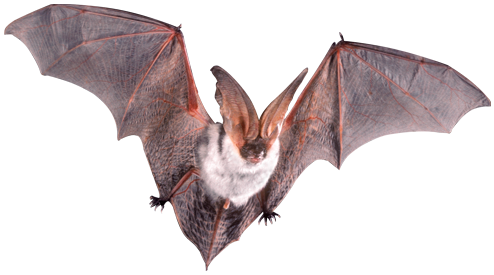 bat.png