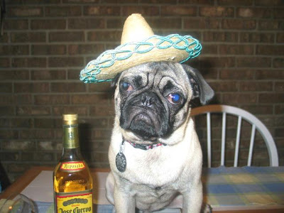 Party.Pug.jpg
