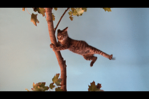 pricklylegs.tumblr1.gif