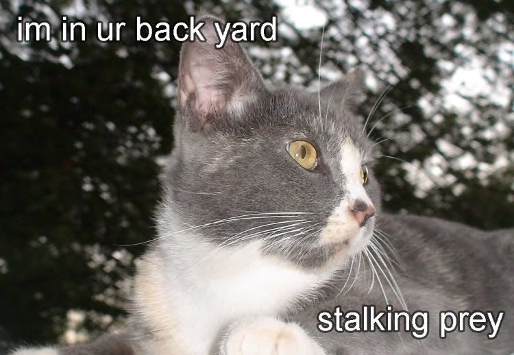 catprey.jpg