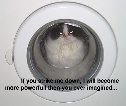 cat-wash.jpg