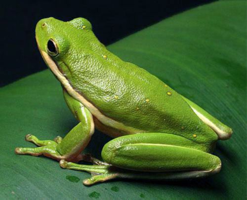 TreefrogGreen03.jpg