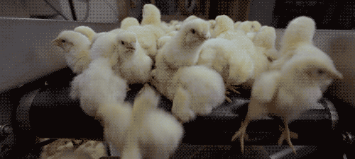 chicks.gif