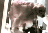 tumblr_luppc2aCnP1qzcv7no3_250.gif