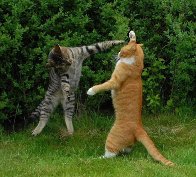 Cat+High+Five.jpg