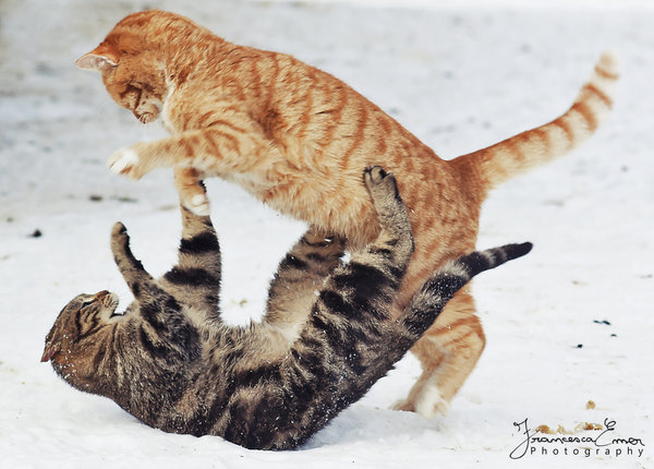catfight.jpg