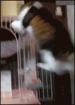 Cat-jumps-into-cage-hammock.gif