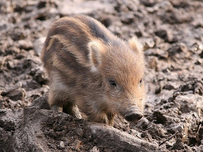 Baby+Wild+Pig.jp