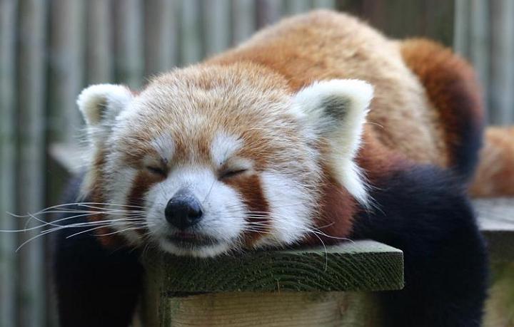 red-panda-783315.jpg