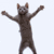 strait-bee-gee-dancing-cat-50x50-5.gif