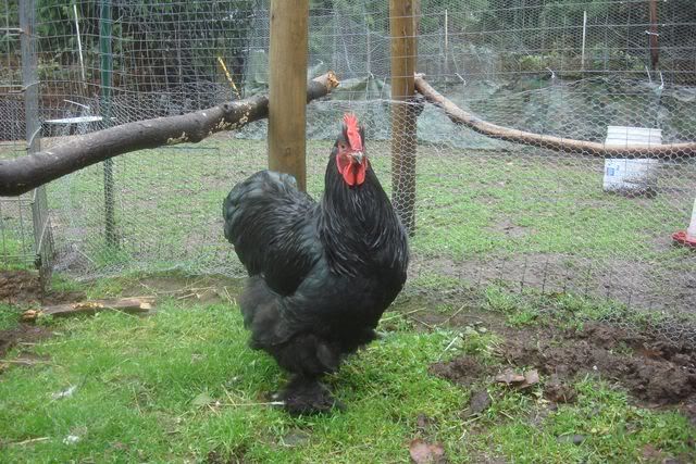 CochinBlackRooster.jpg