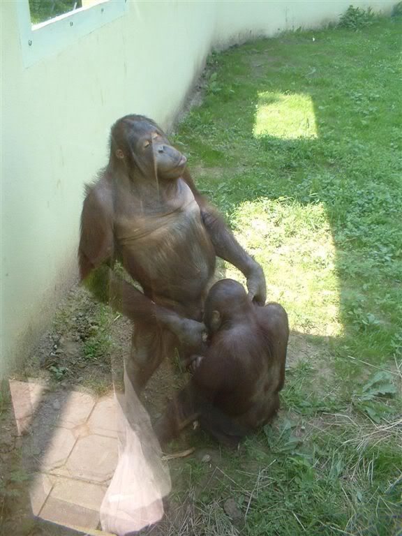 happy-monkey2.jpg