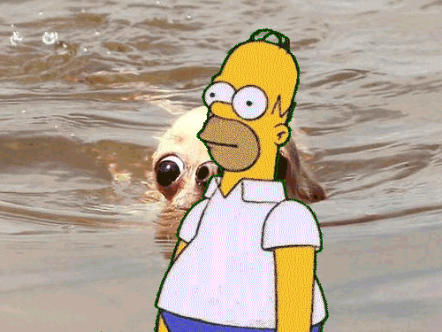 giphy.gif
