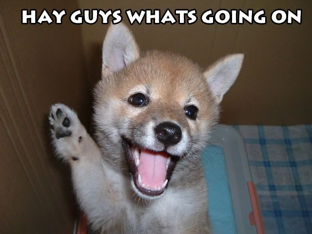 Hay_Guys.jpg
