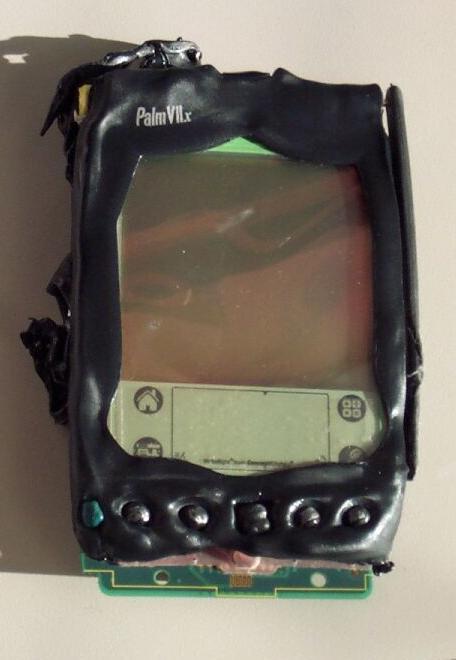 palm.jpg