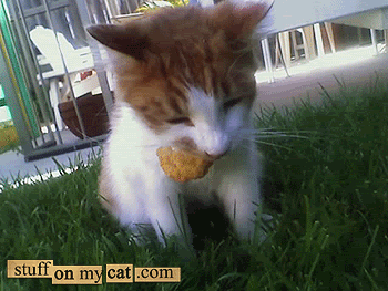 20061019-SNICKERS1.gif