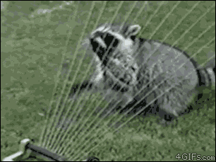 Raccoon-sprinkler-water-harp.gif