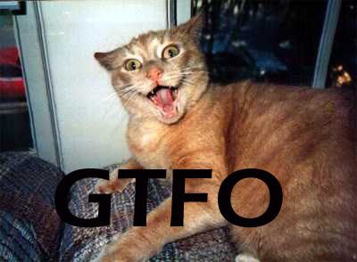 crazy_cat.jpg