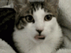 1274086680_cat-suckling-air.gif