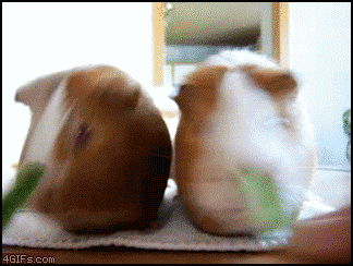 guinea-pigs-nom-nom.gif