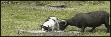 Goat-rams-jerk-dog.gif