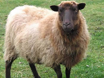 shetland_ewe_melba_large-mooritwa_sm.jpg