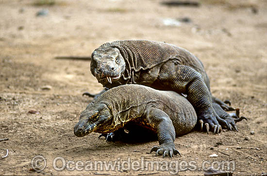 komodo-dragon-24T6614-03.jpg