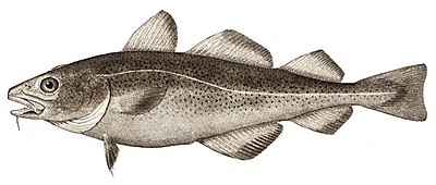 400px-Atlantic_cod.jpg