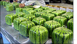 _1390088_watermelons300ap.jpg