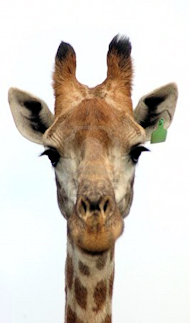 giraffe_zps752c7194.png