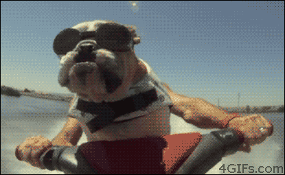 Dog-rides-jet-ski.gif