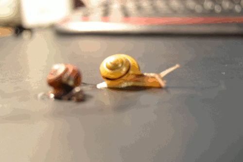 96332d65aec2b6ce673cb699743ee23f-d694sy5.gif