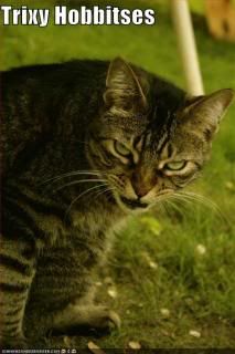 funny-pictures-cat-golem-lotr.jpg