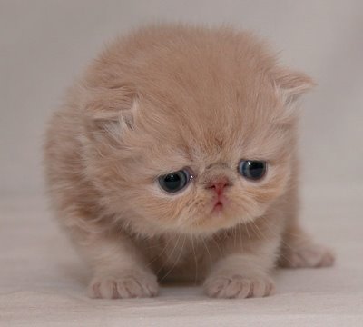 cute-sad-kitten06.jpg