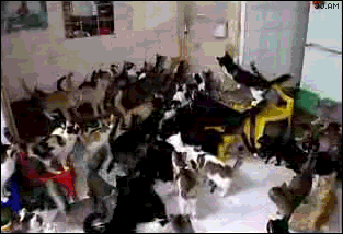 crazycatlady.gif