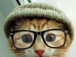 cat-glasses-hat.jpg