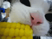 corncat.gif