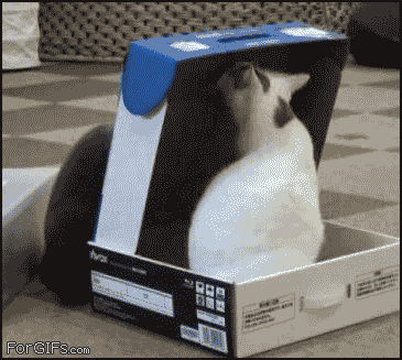 3hzxL.gif