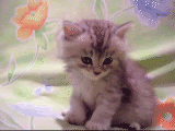 sleepkitty.gif