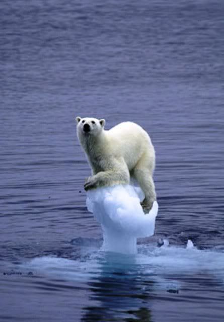polar_bear_global_warming.jpg