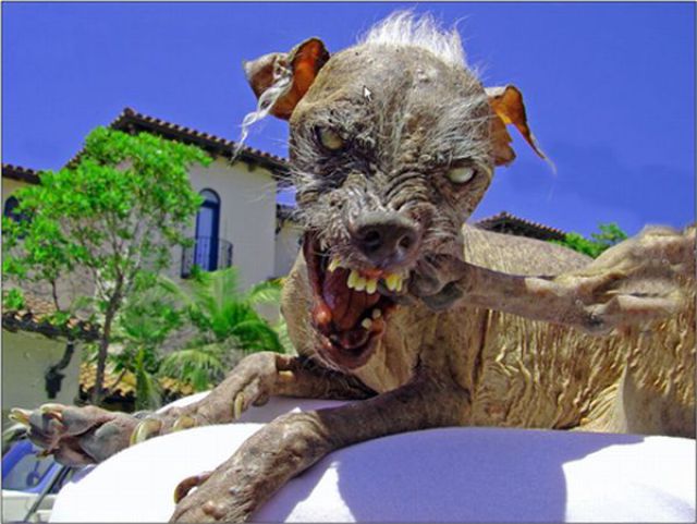 20_pitiful_dogs_640_20.jpg