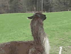 e94VLvW.gif