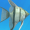 blueoasis.png