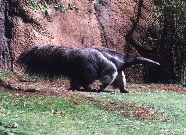 anteater.jpg