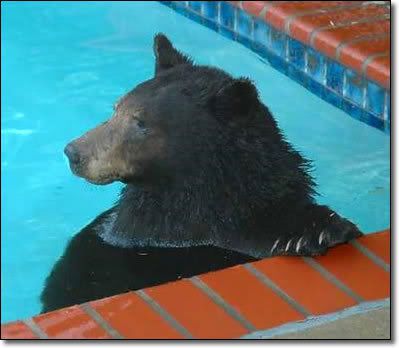 bear-052405.jpg