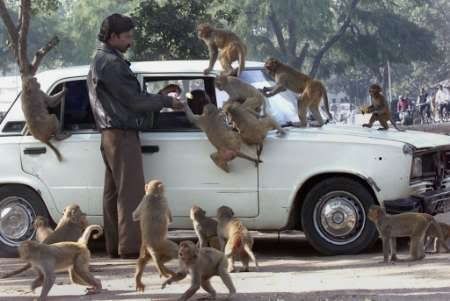 funny_monkey.jpg