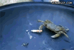 mGQfY.gif
