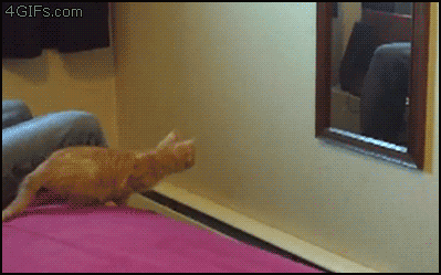 Cat-portal-mirror-fail-jump.gif